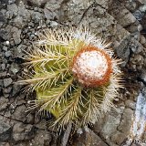 Melocactus nagyi Ocujal Cu ©JLcoll.3192.jpg